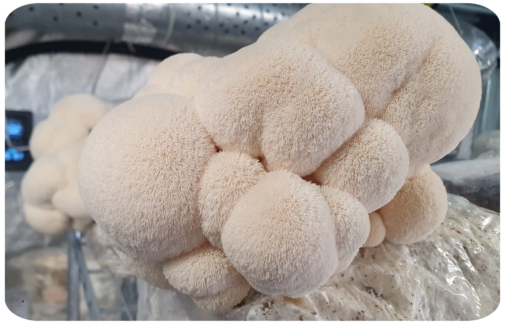 Der Pilz PILZPARADIES.CH